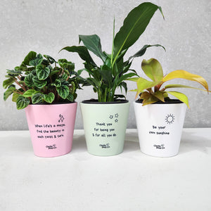 Trio Assorted Indoor Plants in Positive Pots (11cmDx11cmH) - Sydney Only