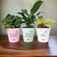 Load image into Gallery viewer, Trio Assorted Indoor Plants in Positive Pots (11cmDx11cmH) - Sydney Only
