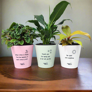 Trio Assorted Indoor Plants in Positive Pots (11cmDx11cmH) - Sydney Only