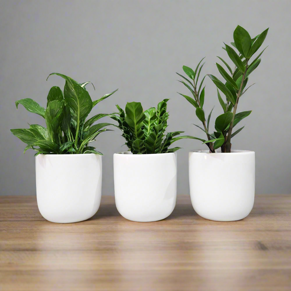 Office Plants - Assorted Trio - 120mm White Ceramic Pot - Sydney Only