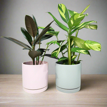 Load image into Gallery viewer, Office Plants - Assorted Duo - 180mm Sea Foam &amp; Light Pink Ceramic Pot - Sydney Only
