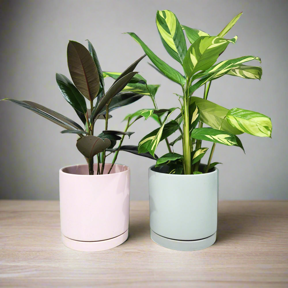 Office Plants - Assorted Duo - 180mm Sea Foam & Light Pink Ceramic Pot - Sydney Only