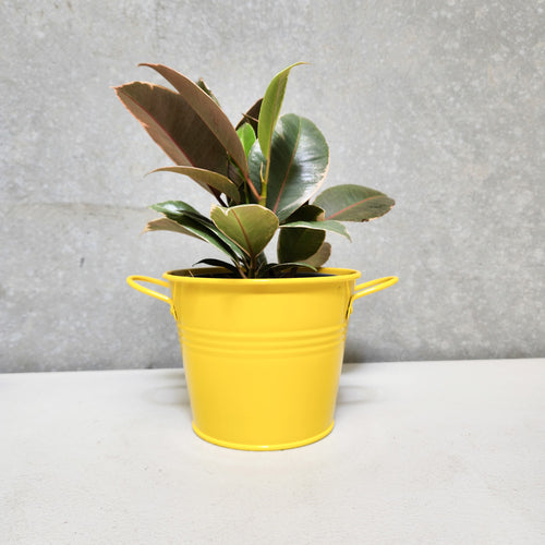 Assorted Indoor Plant in Yellow Tin Pot (15.5Dx12cmH) - Sydney Only