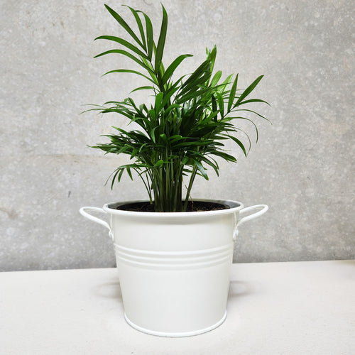 Assorted Indoor Plant in White Tin Pot (15.5Dx12cmH) - Sydney Only