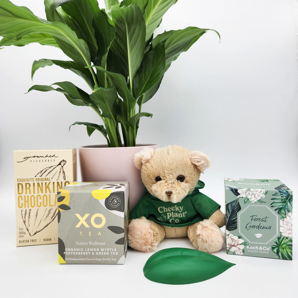 Thinking of You Plant Hamper Gift Sympathy Plant Gift Peace Lily