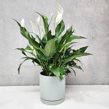 Load image into Gallery viewer, Spathiphyllum Peace Lily - 180mm Sea Foam Ceramic Pot - Sydney Only
