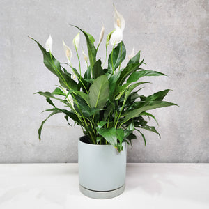 Spathiphyllum Peace Lily - 180mm Sea Foam Ceramic Pot - Sydney Only