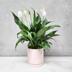 Spathiphyllum Peace Lily - 180mm Light Pink Ceramic Pot - Sydney Only