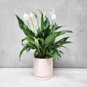 Spathiphyllum Peace Lily - 180mm Light Pink Ceramic Pot - Sydney Only