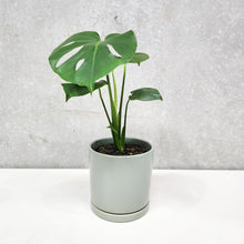 Load image into Gallery viewer, Monstera deliciosa - 150mm Ceramic Pot - Sydney Only

