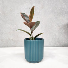 Load image into Gallery viewer, Assorted Indoor Plant in Deep Teal Ribbed Ceramic Pot (14cmDx15cmH) - Sydney Only

