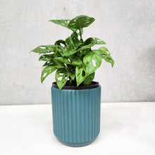 Load image into Gallery viewer, Assorted Indoor Plant in Deep Teal Ribbed Ceramic Pot (14cmDx15cmH) - Sydney Only
