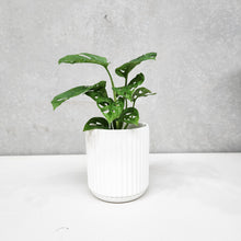 Load image into Gallery viewer, Assorted Indoor Plant in White Ribbed Ceramic Pot (14cmDx15cmH) - Sydney Only
