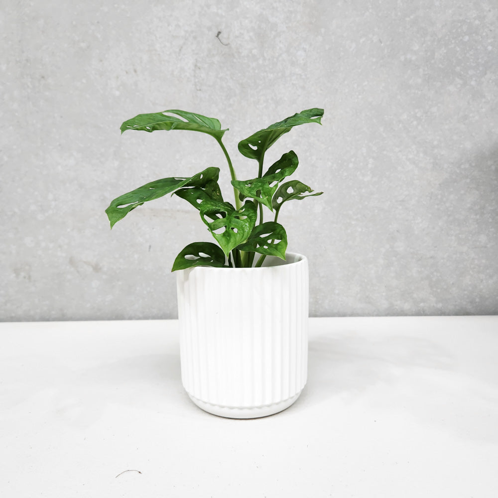 Indoor Plant in White Ribbed Pot | Same Day Delivery Sydney | Plants ...