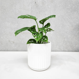 Assorted Indoor Plant in White Ribbed Ceramic Pot (14cmDx15cmH) - Sydney Only