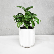 Load image into Gallery viewer, Assorted Indoor Plant in White Ribbed Ceramic Pot (14cmDx15cmH) - Sydney Only
