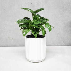 Assorted Indoor Plant in White Ribbed Ceramic Pot (14cmDx15cmH) - Sydney Only