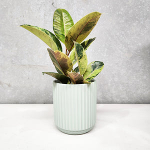 Assorted Indoor Plant in Sage Ribbed Ceramic Pot (14cmDx15cmH) - Sydney Only
