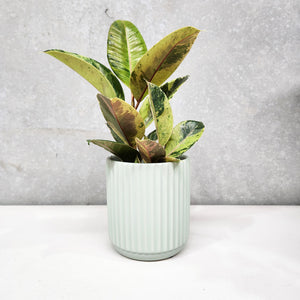 Assorted Indoor Plant in Sage Ribbed Ceramic Pot (14cmDx15cmH) - Sydney Only