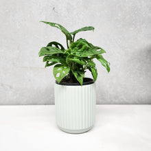 Load image into Gallery viewer, Assorted Indoor Plant in Sage Ribbed Ceramic Pot (14cmDx15cmH) - Sydney Only
