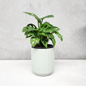 Assorted Indoor Plant in Sage Ribbed Ceramic Pot (14cmDx15cmH) - Sydney Only