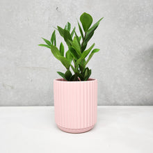 Load image into Gallery viewer, Assorted Indoor Plant in Light Pink Ribbed Ceramic Pot (14cmDx15cmH) - Sydney Only
