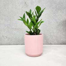Load image into Gallery viewer, Assorted Indoor Plant in Light Pink Ribbed Ceramic Pot (14cmDx15cmH) - Sydney Only

