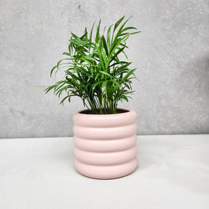 Assorted Indoor Plant in Pink Beehive Ceramic Pot (14.5cmDx13cmH) - Sydney Only