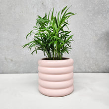 Load image into Gallery viewer, Assorted Indoor Plant in Pink Beehive Ceramic Pot (14.5cmDx13cmH) - Sydney Only
