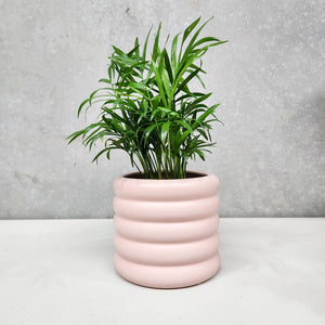 Assorted Indoor Plant in Pink Beehive Ceramic Pot (14.5cmDx13cmH) - Sydney Only
