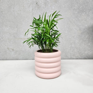 Assorted Indoor Plant in Pink Beehive Ceramic Pot (14.5cmDx13cmH) - Sydney Only