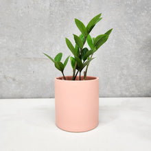 Load image into Gallery viewer, Assorted Indoor Plant in Coral Satin Ceramic Pot (12cmDx12.5cmH) - Sydney Only
