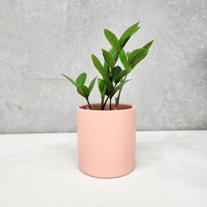 Assorted Indoor Plant in Coral Satin Ceramic Pot (12cmDx12.5cmH) - Sydney Only