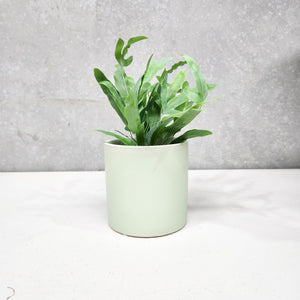 Assorted Indoor Plant in Sage Satin Ceramic Pot (12cmDx12.5cmH) - Sydney Only