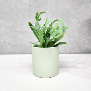 Assorted Indoor Plant in Sage Satin Ceramic Pot (12cmDx12.5cmH) - Sydney Only