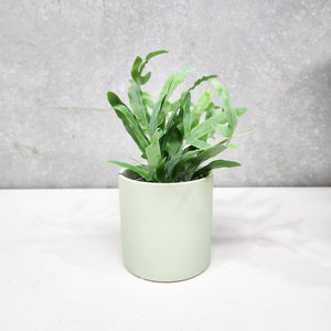 Assorted Indoor Plant in Sage Satin Ceramic Pot (12cmDx12.5cmH) - Sydney Only