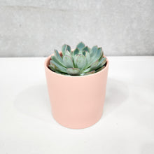 Load image into Gallery viewer, Assorted Succulent in Coral Satin Ceramic Pot (12cmDx12.5cmH) - Sydney Only

