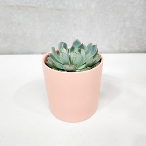 Assorted Succulent in Coral Satin Ceramic Pot (12cmDx12.5cmH) - Sydney Only