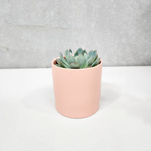 Assorted Succulent in Coral Satin Ceramic Pot (12cmDx12.5cmH) - Sydney Only