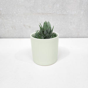Assorted Succulent in Sage Satin Ceramic Pot (12cmDx12.5cmH) - Sydney Only