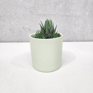 Assorted Succulent in Sage Satin Ceramic Pot (12cmDx12.5cmH) - Sydney Only