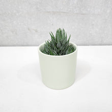 Load image into Gallery viewer, Assorted Succulent in Sage Satin Ceramic Pot (12cmDx12.5cmH) - Sydney Only
