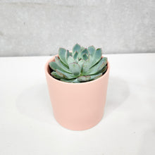 Load image into Gallery viewer, Assorted Succulent in Coral Satin Ceramic Pot (12cmDx12.5cmH) - Sydney Only
