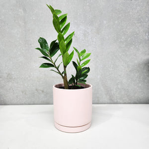Assorted Indoor Plant in Light Pink Ceramic Pot (18cmDx18.5cmH) - Sydney Only