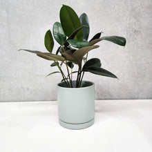 Load image into Gallery viewer, Assorted Indoor Plant in Sea Foam Ceramic Pot (18cmDx18.5cmH) - Sydney Only
