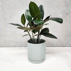 Assorted Indoor Plant in Sea Foam Ceramic Pot (18cmDx18.5cmH) - Sydney Only