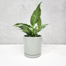 Load image into Gallery viewer, Assorted Indoor Plant in Sea Foam Ceramic Pot (15cmDx15cmH) - Sydney Only
