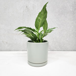 Assorted Indoor Plant in Sea Foam Ceramic Pot (15cmDx15cmH) - Sydney Only