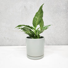 Load image into Gallery viewer, Assorted Indoor Plant in Sea Foam Ceramic Pot (15cmDx15cmH) - Sydney Only
