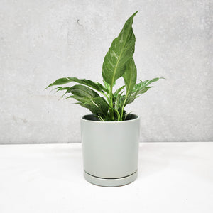 Assorted Indoor Plant in Sea Foam Ceramic Pot (15cmDx15cmH) - Sydney Only